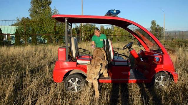 ' Молодой человек ,давайте познакомимся ,я львица ЛОЛА !' смотреть онлайн