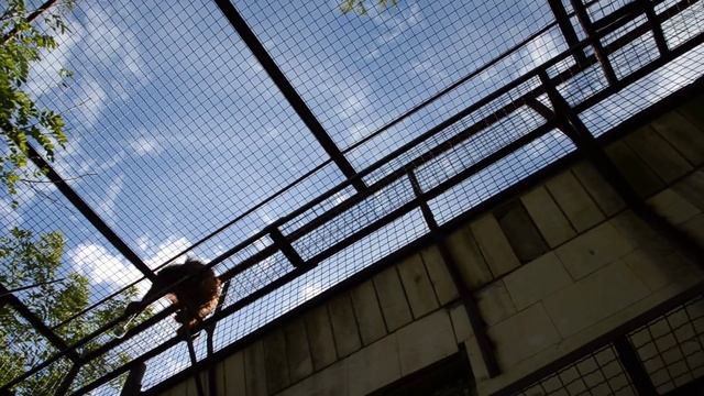 Орангутан Дана решила прибраться в вольере :)) смотреть онлайн