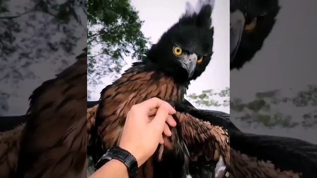 🦅 Пернатый лев #short #shortvideo