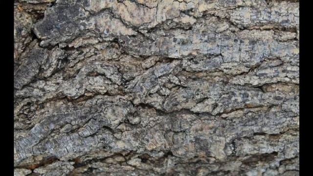 Футаж. Кора дерева. смотреть онлайн