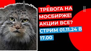 Тревога на МосБирже! Акции все? Стрим КОТА МАНУЛА 01.11.24 в 17.00