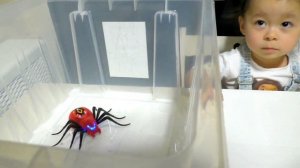Страшный Паук Интерактивный  Wild Pets Spider Открываем  Убегаем и Прячемся Паук Догоняет