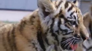 Цирк! Цирк! Цирк!