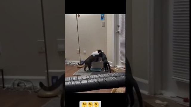 Братья меньшие