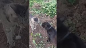Не пройдет теперь войско тёмное 😾 #котыдерутся архивное видео