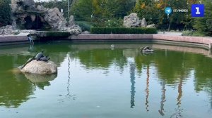 Севастопольские черепахи греются под ноябрьским солнцем