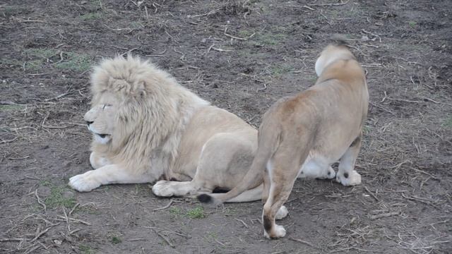 Как львица приХватизировала красавчика Чипа ! смотреть онлайн