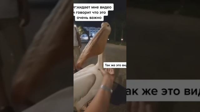 самое важное видео в мире