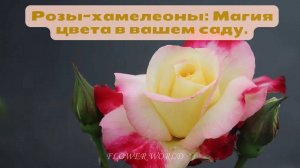 Розы-хамелеоны: Магия цвета в вашем саду.💐