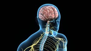 Сеанс Исцеления. 
Нервная система.