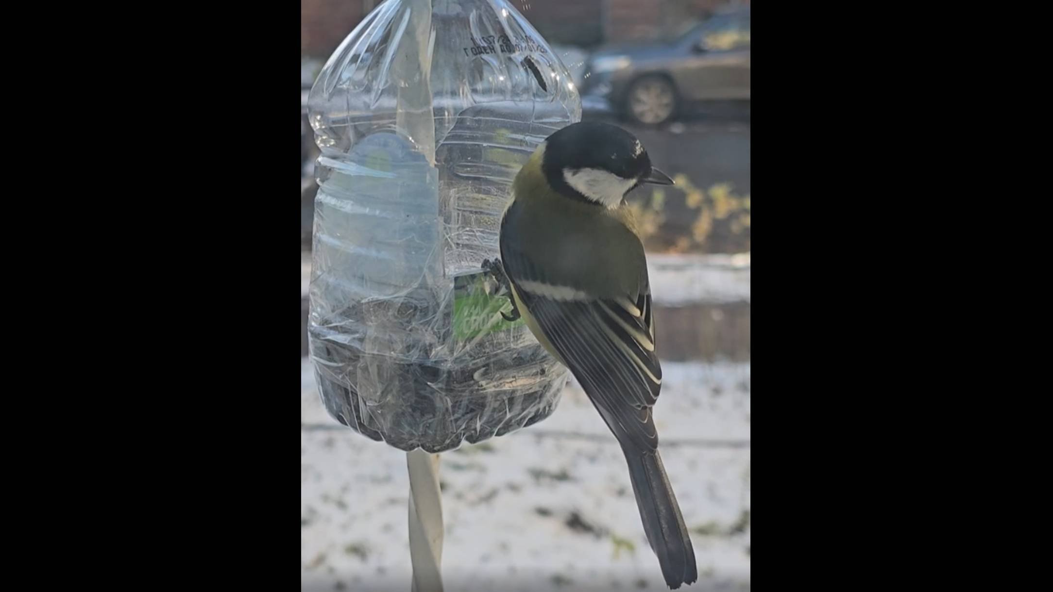 Птицы на кормушке