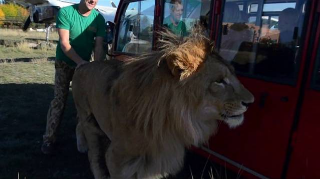 Лев Олежка встречает автобус с детьми ! смотреть онлайн