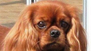 ЕВФ. 3. ЕВФ. ЭЛИНКА. Песни на стихи Елены Вагнер Федосеевой о маленькой собачке.