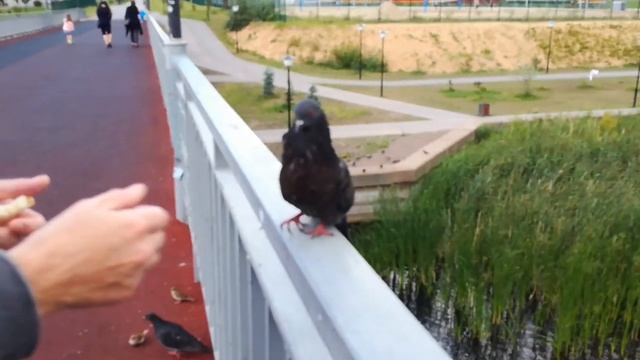 Голуби отобрали весь утиный корм смотреть онлайн