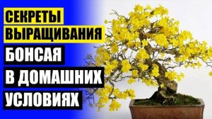 ⚪ Комнатные растения купить в воронеже ⛔ Купить бонсай в крыму 😎