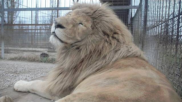 Белый лев Ричард во всей красе ! смотреть онлайн