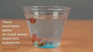 Химические водоросли или коллоидный сад. Проведём эксперимент! №19