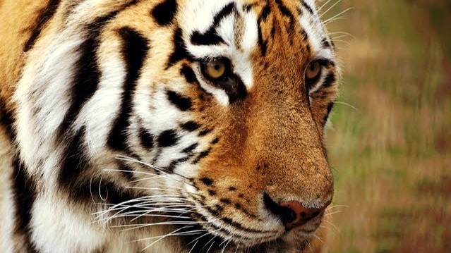 Как тигр Скиф меня звал ! смотреть онлайн