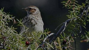 Пение птиц _ Звуки природы _ Релакс