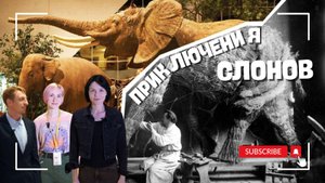 Приключения слонов | История двух экспонатов государственного Дарвиновского музея