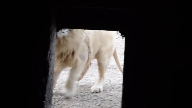 Лев Рокки хочет познакомиться с детьми !!! смотреть онлайн