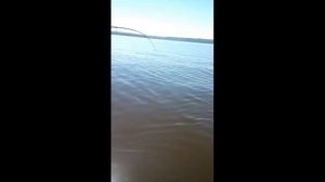 Трофейный жерех на р.Каме.