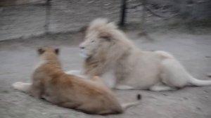 Личная жизнь львицы Стервы !