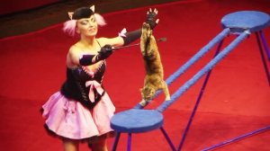 Цирк цирк цирк.