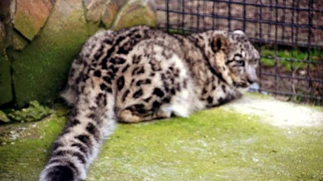 ВАУ !!!! Снежные барсы вышли в большой вольер ! смотреть онлайн