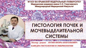 Гистология почек и органов мочевыделительной системы -лектор 
доцент Лугин И.А.