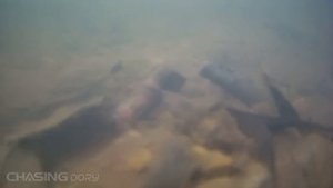 Кто найдет больше жутких и опасных находок с помощью подводного дрона получит 1000$