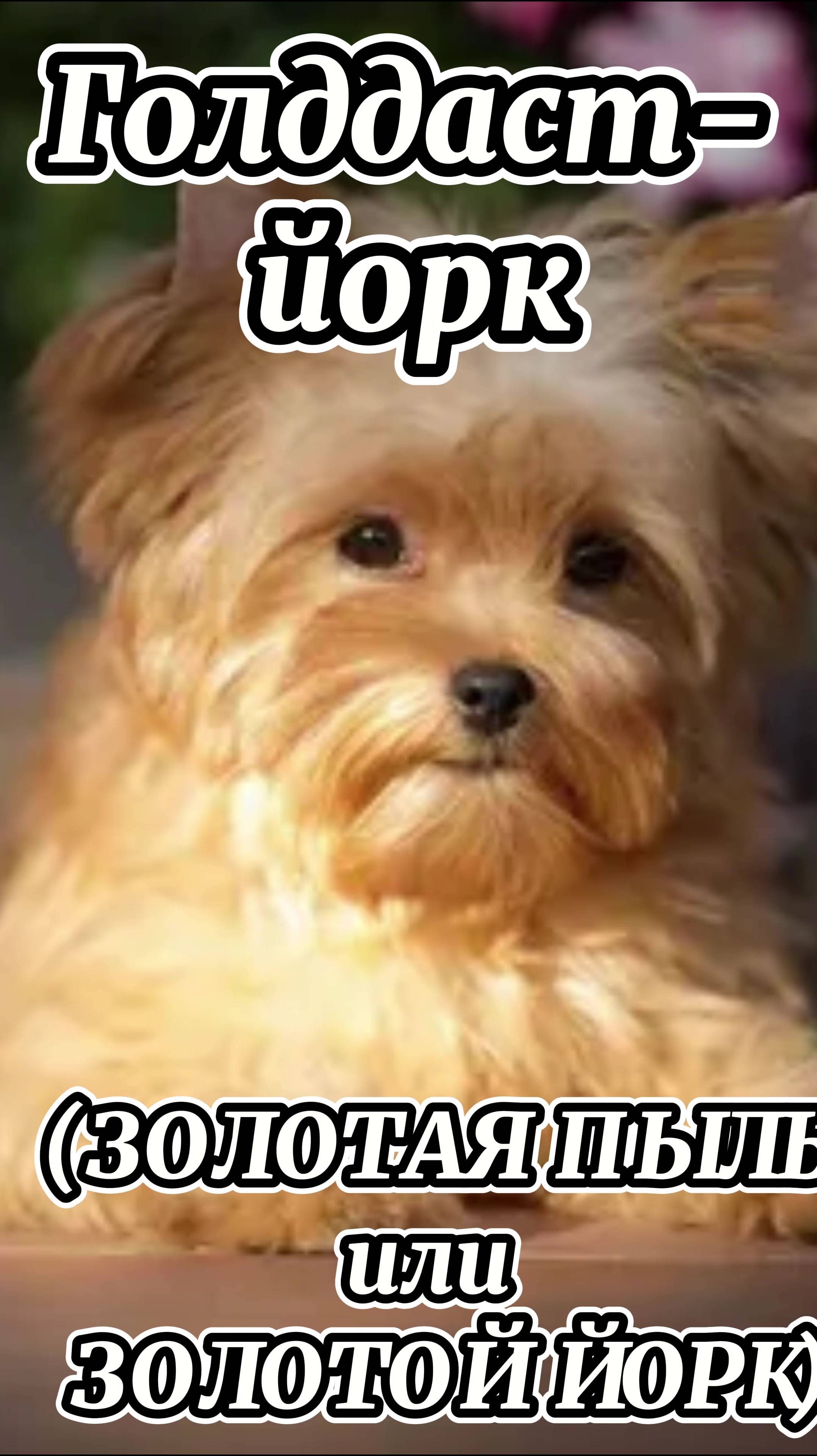 Голддаст-йорк или золотая пыль он же золотой йорк #йоршскийтерьер#породысобак#маленькиепородысобак