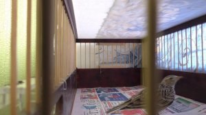 свежий полевой жаворонок.поведение в клетке