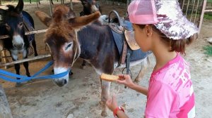 Поездка в Крым 2022