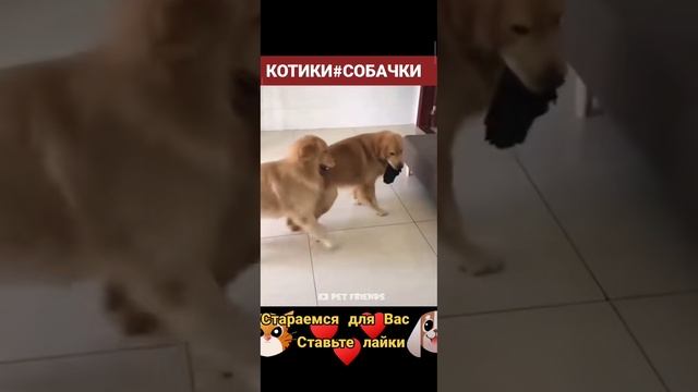 приколы с кошечками собачками смотреть онлайн