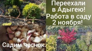 Живем в Адыгее/Посадка чеснока/Обрезаем весь виноград/Земля из парка/