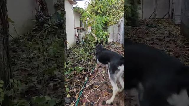 Щенок ВЕО 8 мес. - Валентлайф Черемуха - Это учеба и игра - задача схватить и держать.