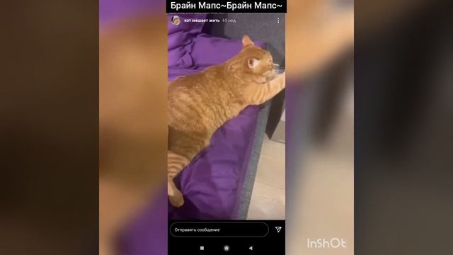 🐈Тигра мешает жить🐈 Сторис Брайна "кот мешает жить" смотреть онлайн
