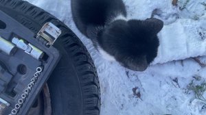 Поло седан рулевые наконечники Lemforder прошли 5 лет, 160тыс км (Стук рулевой рейки)