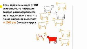 Вирусная диарея КРС. Просто о сложном