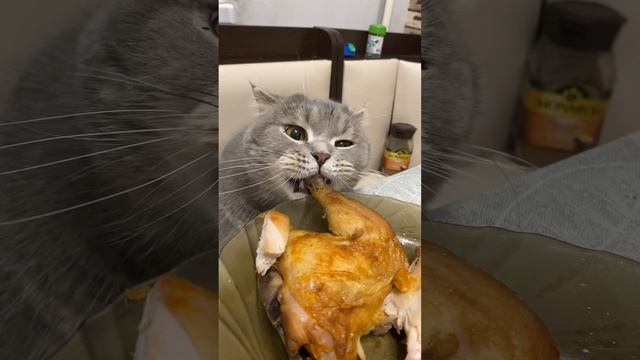 Кот захотел курочку