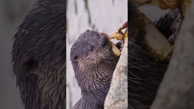 Североамериканская речная выдра и её вкусный обед 🦀