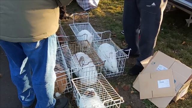 Выставка-ярмарка голубей, г.Мариуполь, 02.11.2024