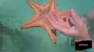 ПОДВОДНЫЙ МИР для детей.Развитие ребёнка