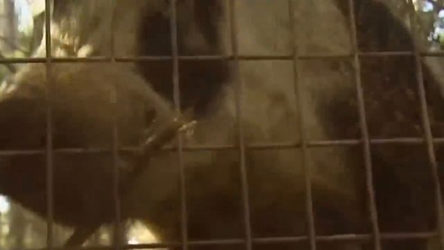 И опять Австралия! Они умоляют УБИВАТЬ этих животных смотреть онлайн