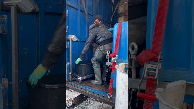 зарыбление Верх-Нейвинского водохранилища