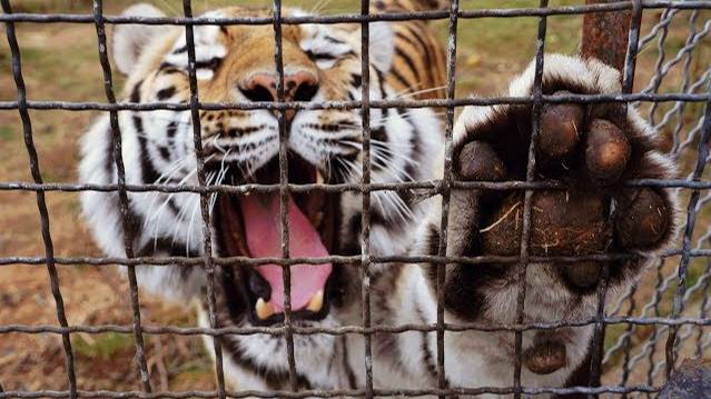 Тигр Скиф продолжает учиться говорить Ма-Ма ! смотреть онлайн