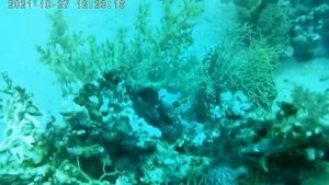 ШЭШ 2021 Дайвинг в Рас Мохаммеде