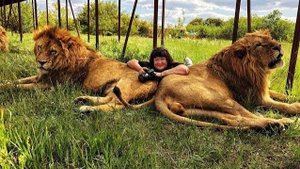 Тайган выпустил львов из вольеров  Крым 2017