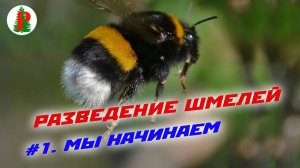 Разведение шмелей Мы начинаем!
